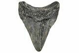 Juvenile Megalodon Tooth - South Carolina #195960-1